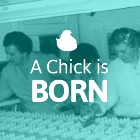 Text: A chick is born